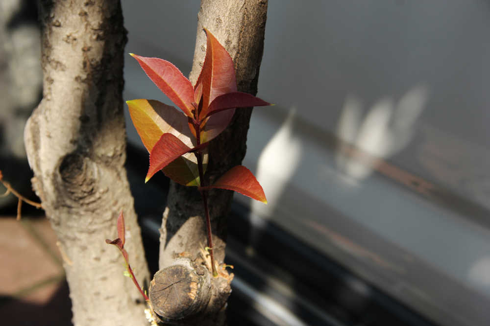木樨的红色嫩叶