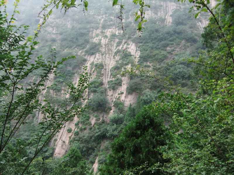 枝叶山景