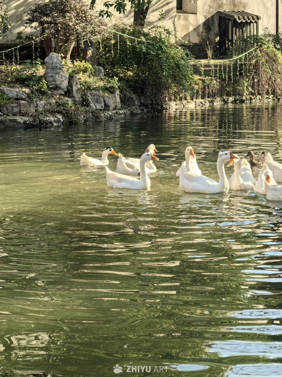 春江水暖鸭先知
