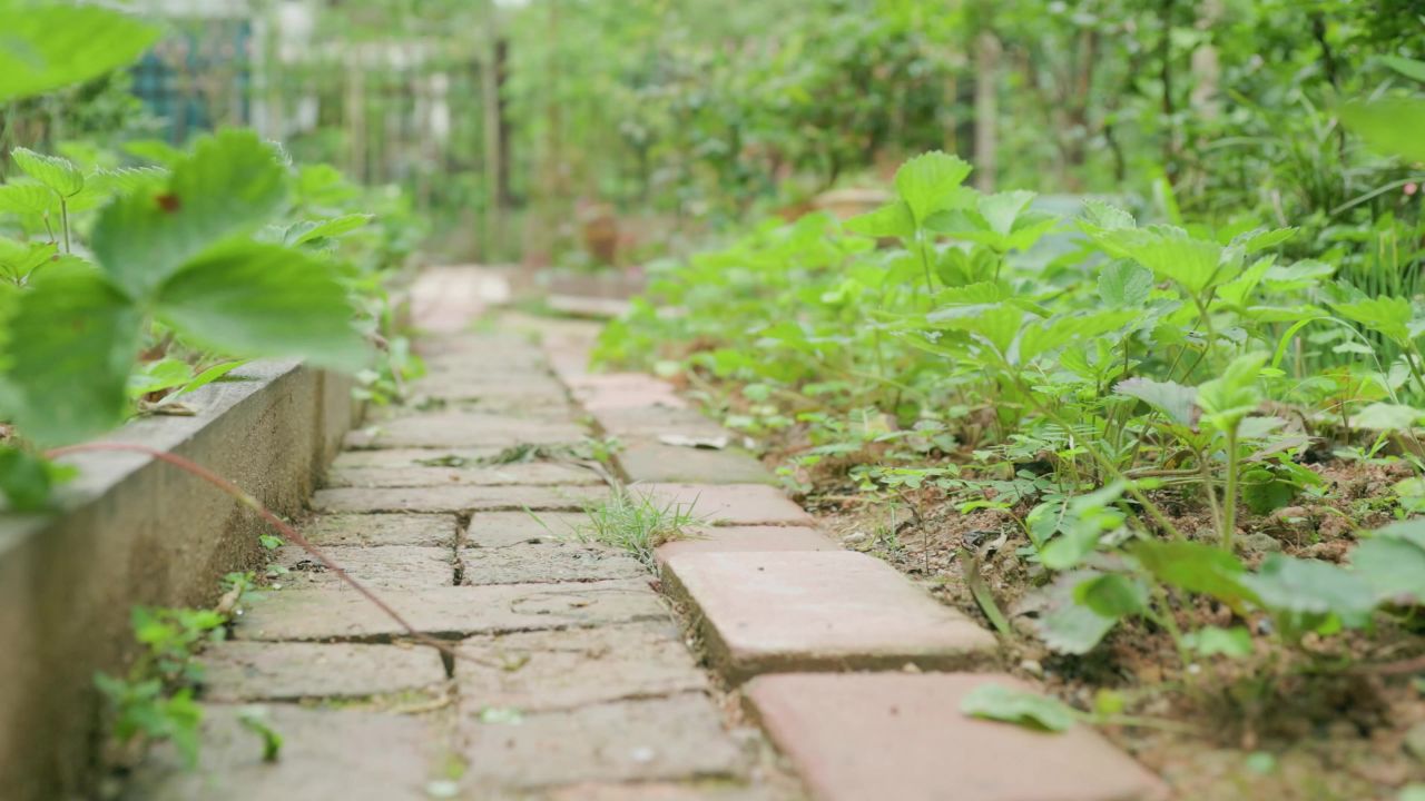 石板路翠绿叶子