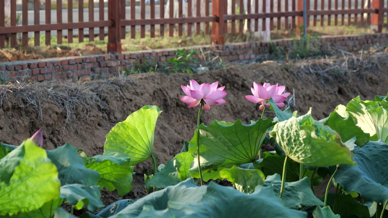 荷花 8