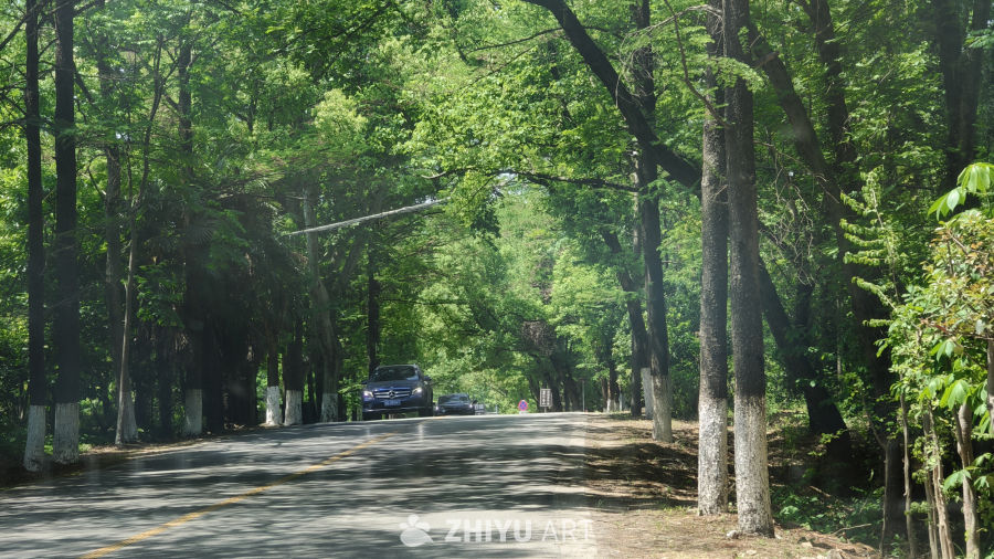 林间小路