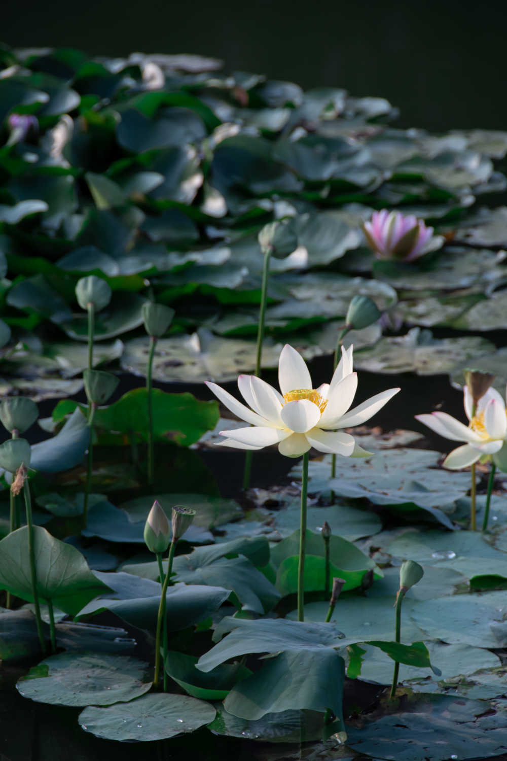 水中花