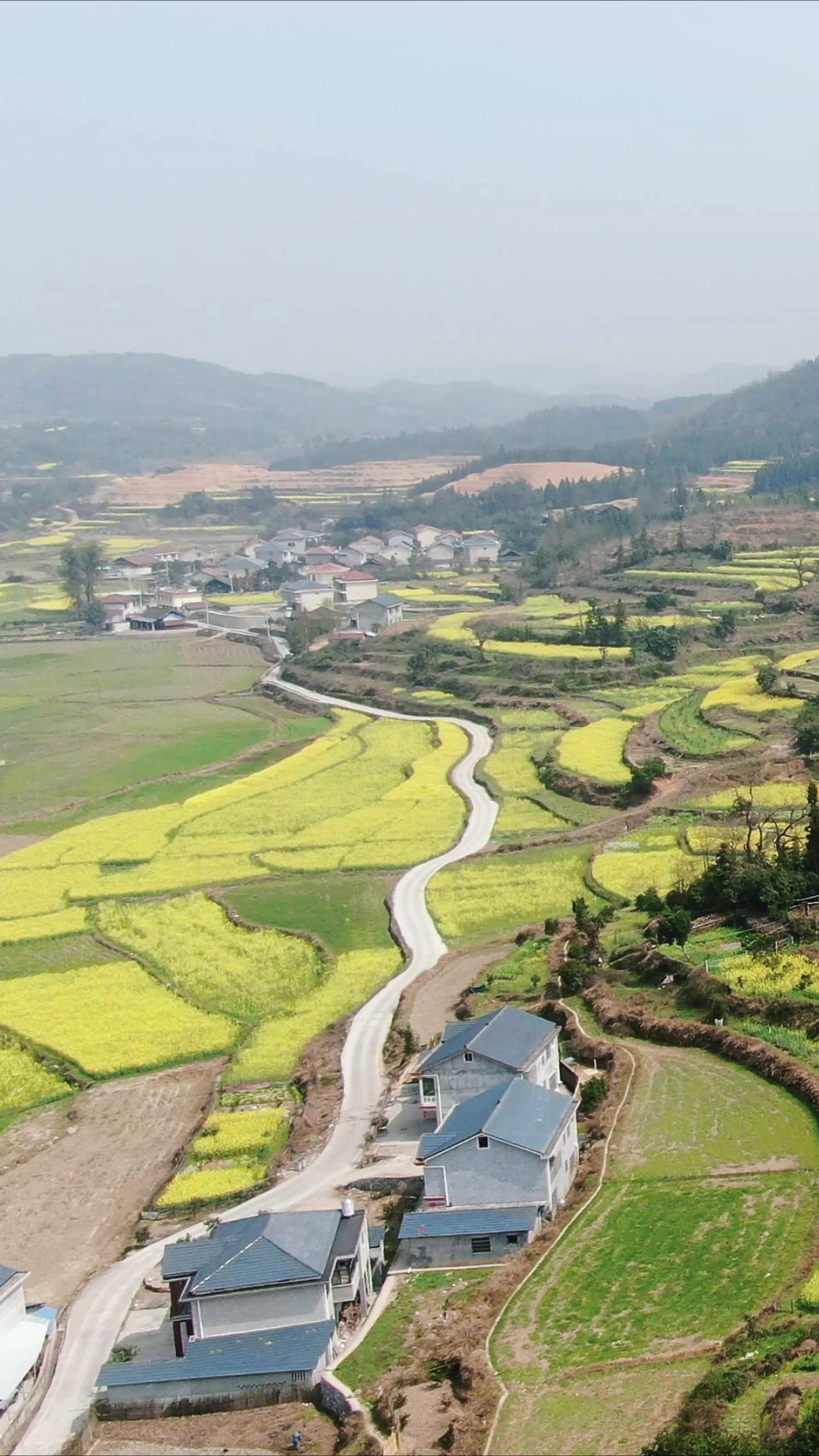 农业种植油菜花竖屏航拍