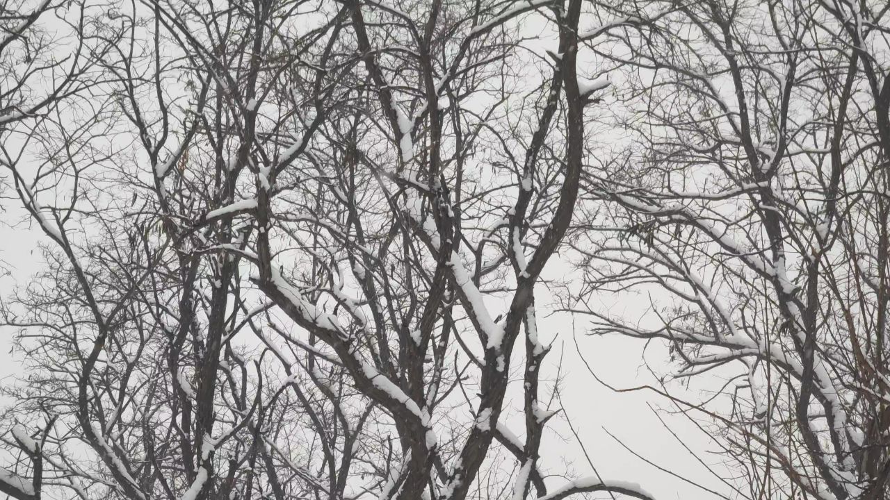 冬天的枯树枝