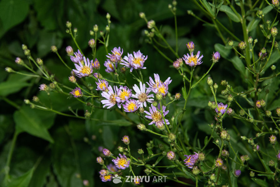 中药材与药材花 44