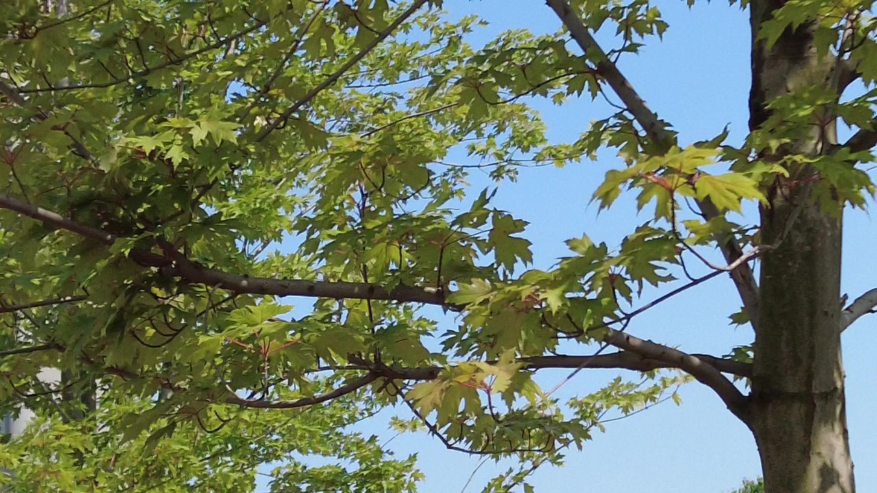 夏日阳光树枝树叶植物鲜花实拍  