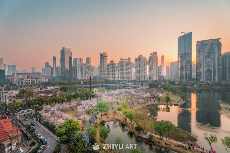 武汉西北湖公园樱花