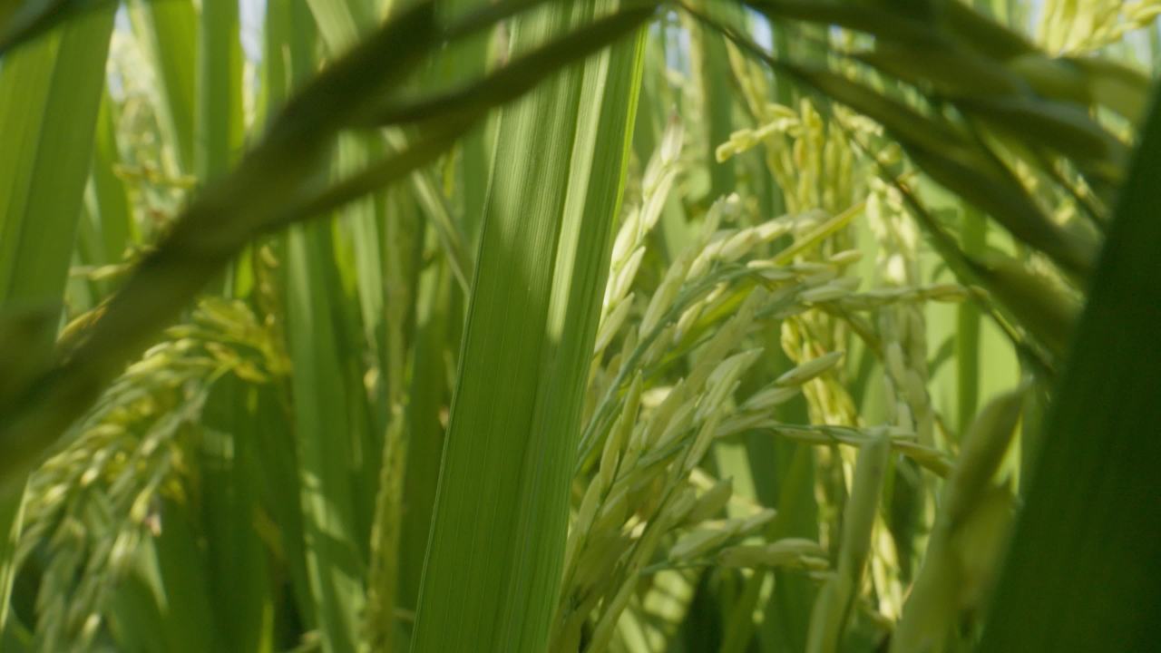 水稻五常大米田野粮食庄稼丰收 34