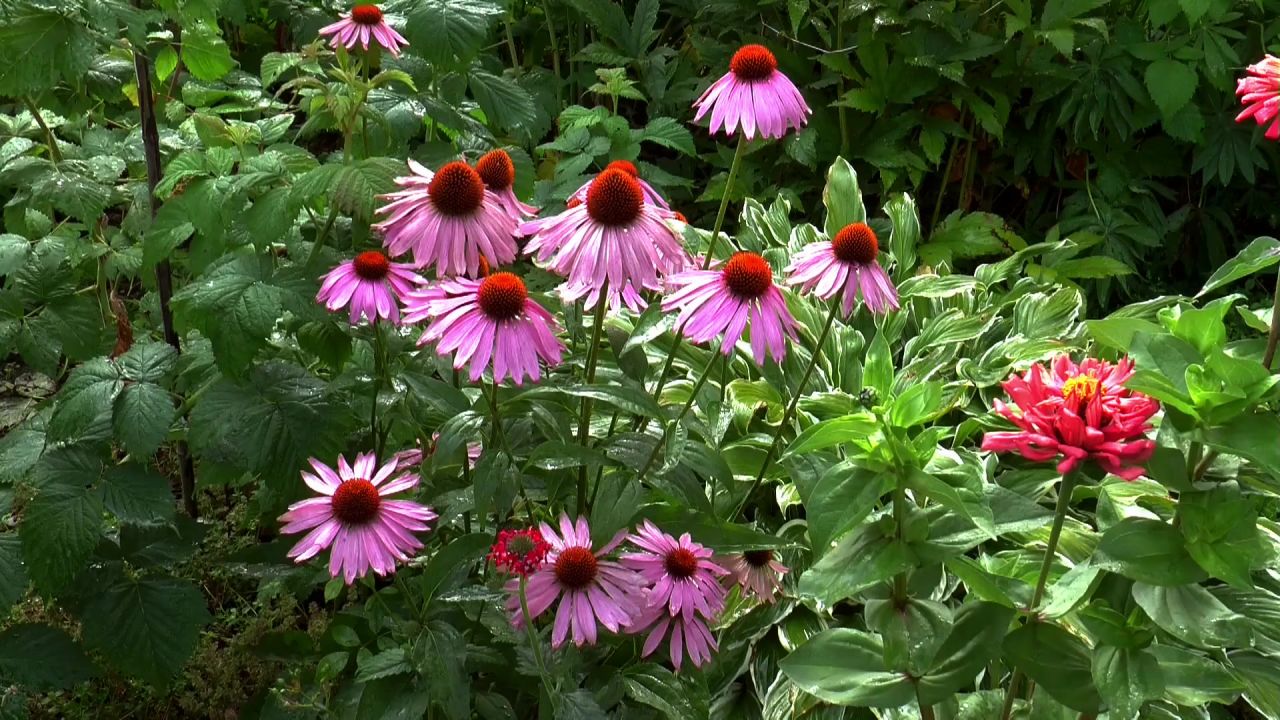 鲜花雨罗莎明亮