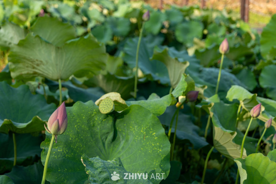 荷花 55