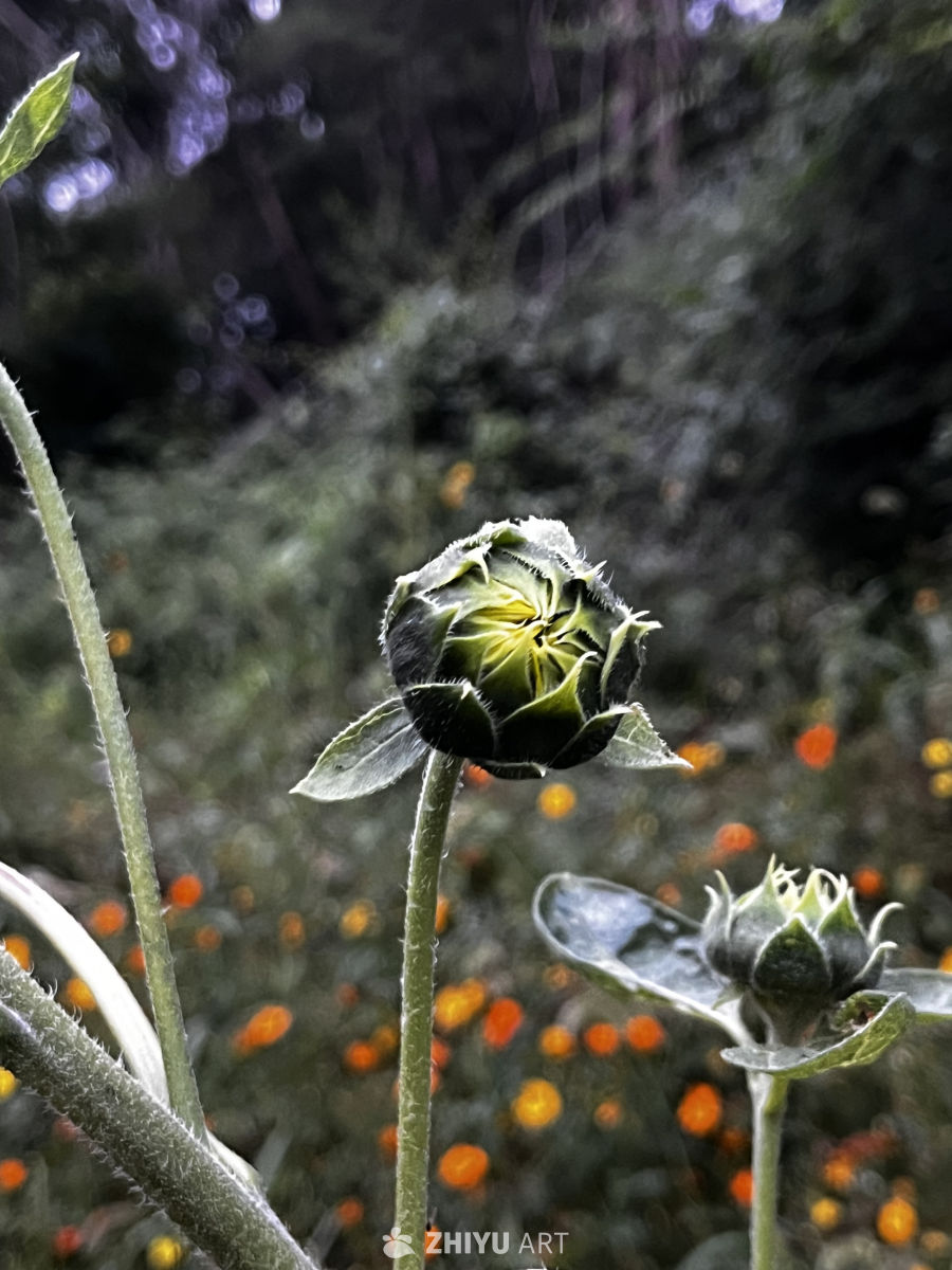 花蕾的静候