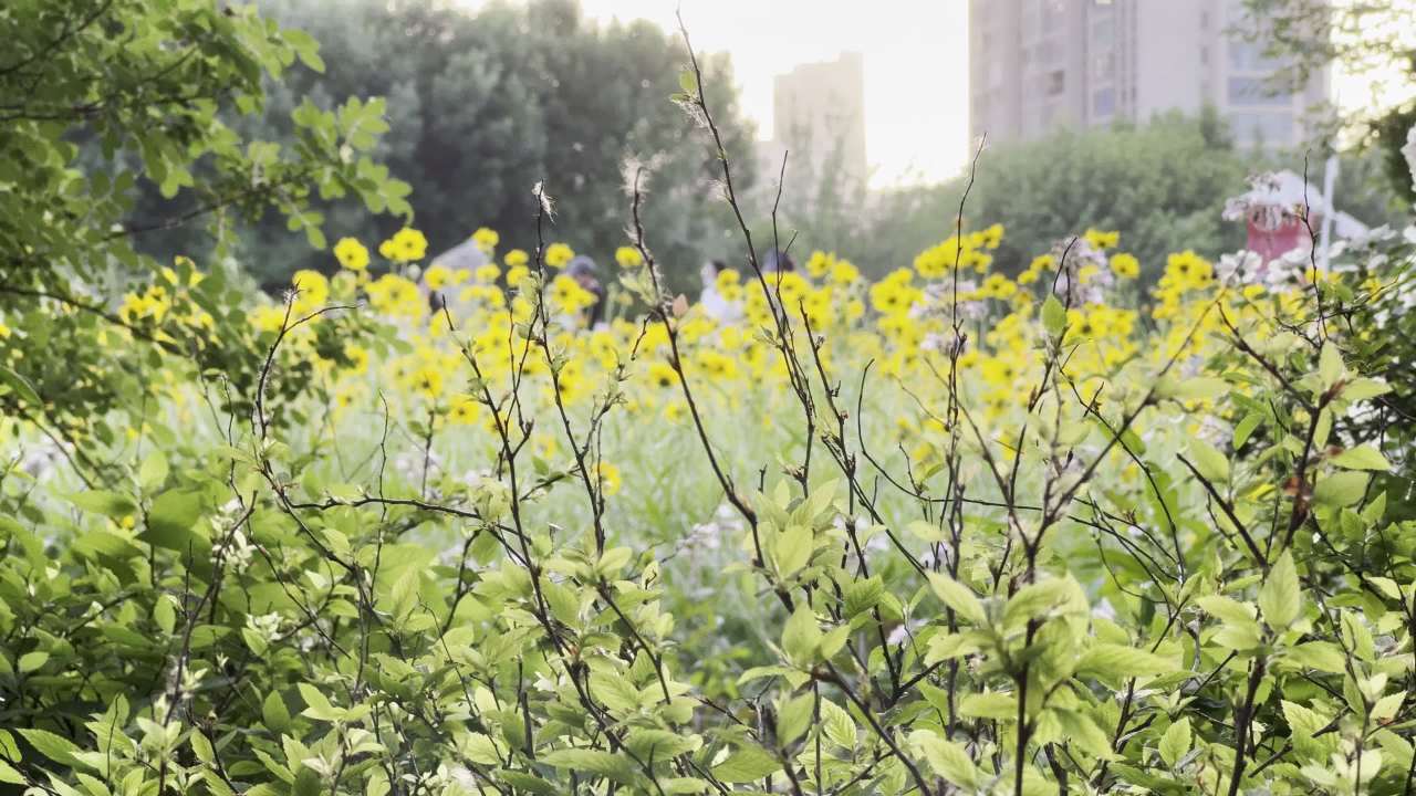 城市中的花海