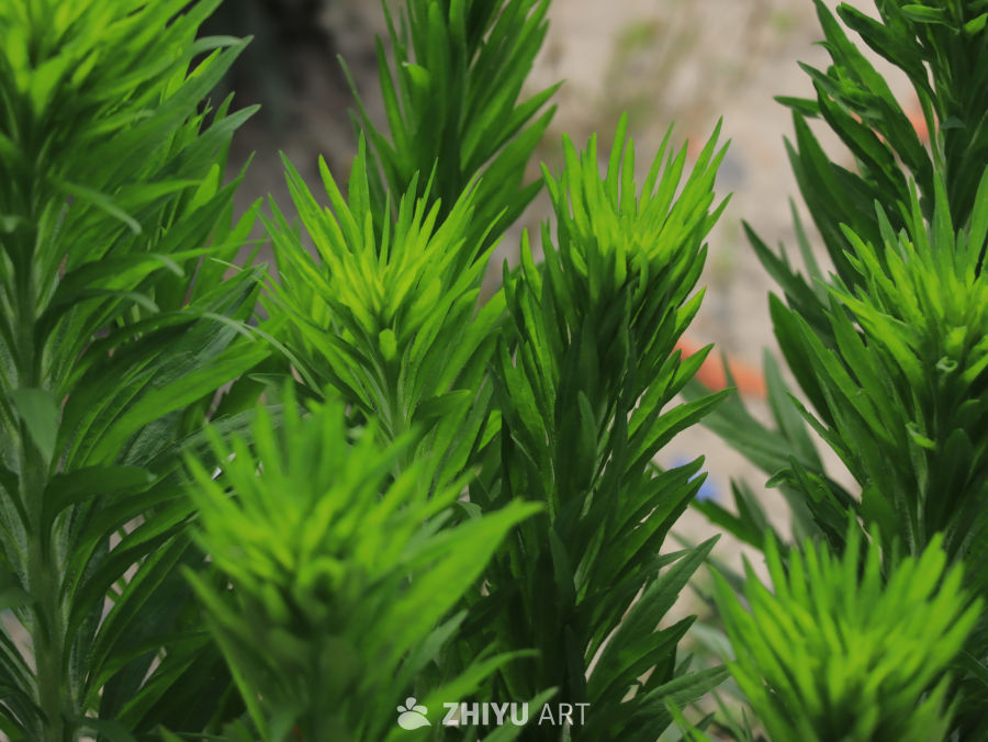 翠绿的植物