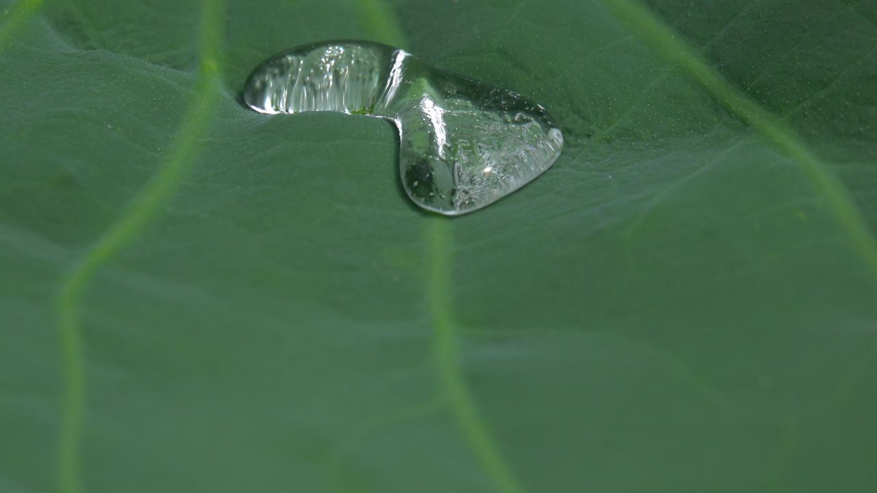 荷叶水滴~2