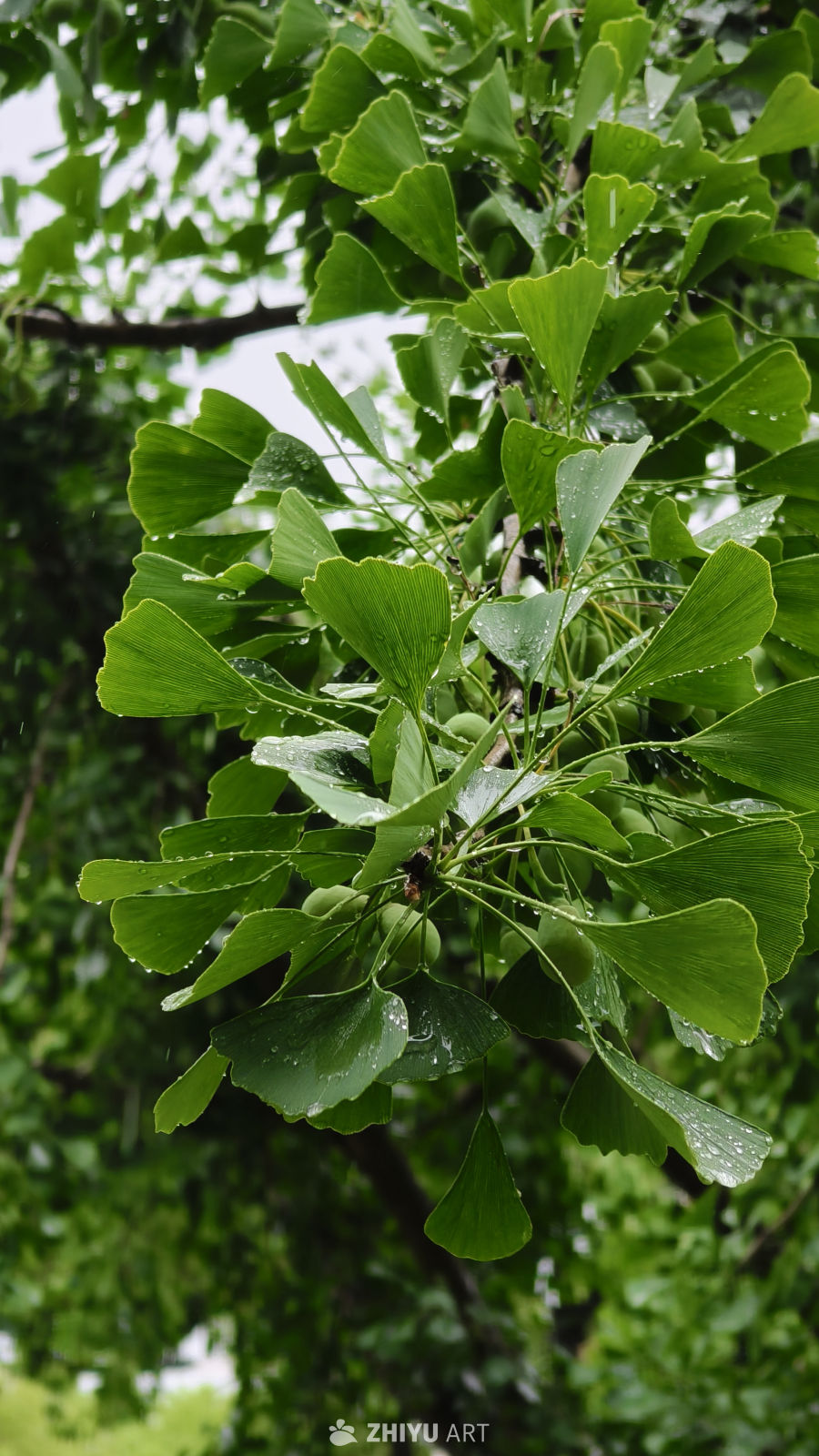 雨后银杏树