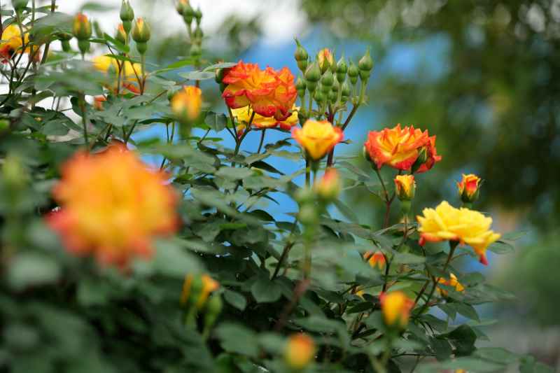 月季花 4