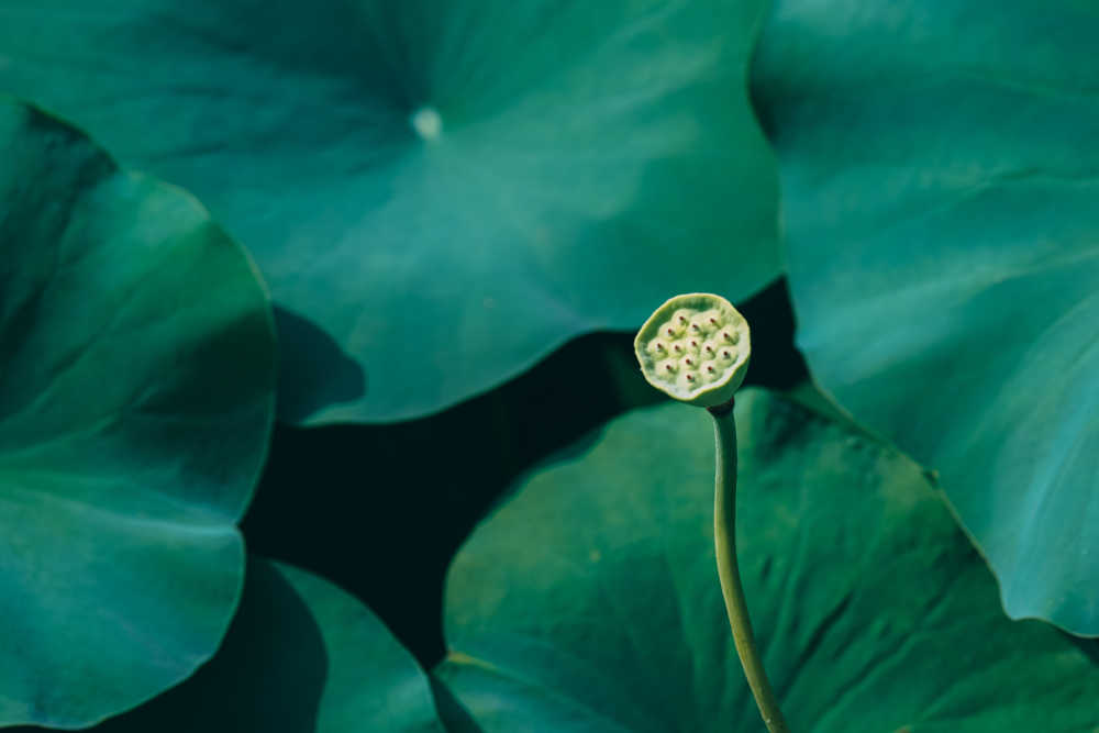 夏荷