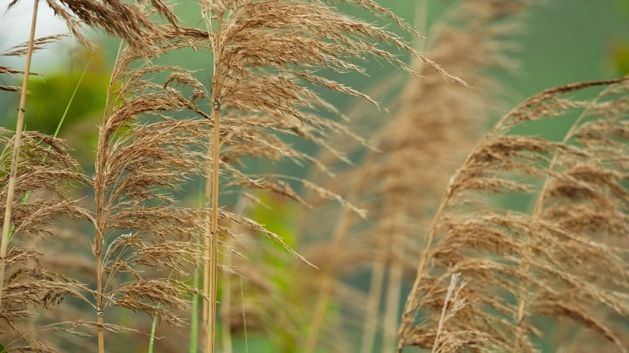 河边芦苇狗尾巴草白茅植物唯美微风