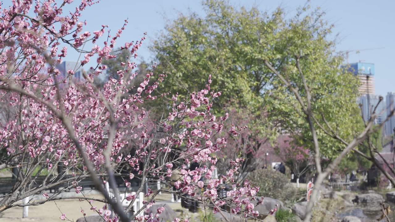 冬天的梅花 22