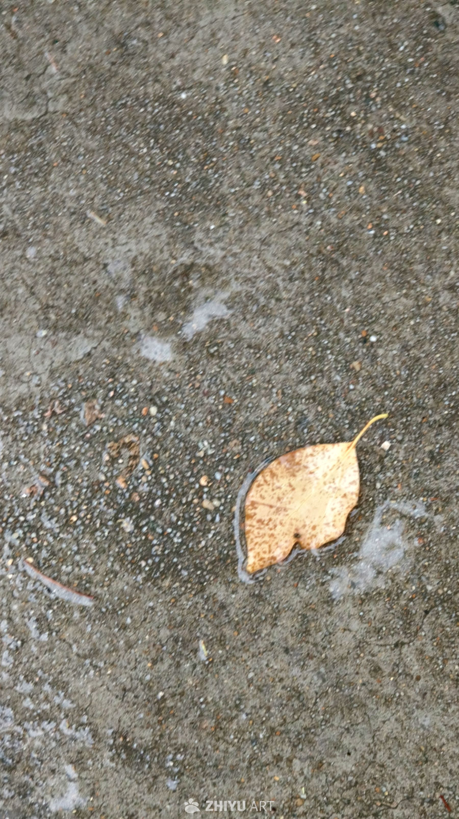 雨后掉落在地面上的枯叶