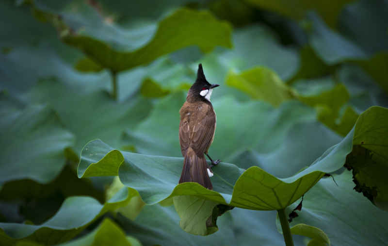 广西大学荷花