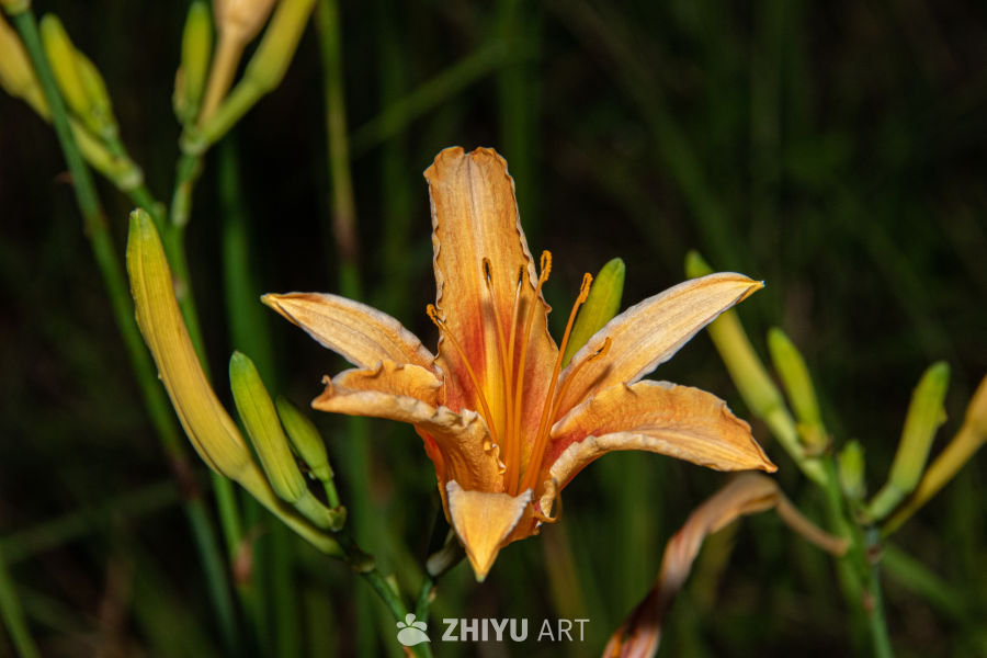 中药材与药材花 76