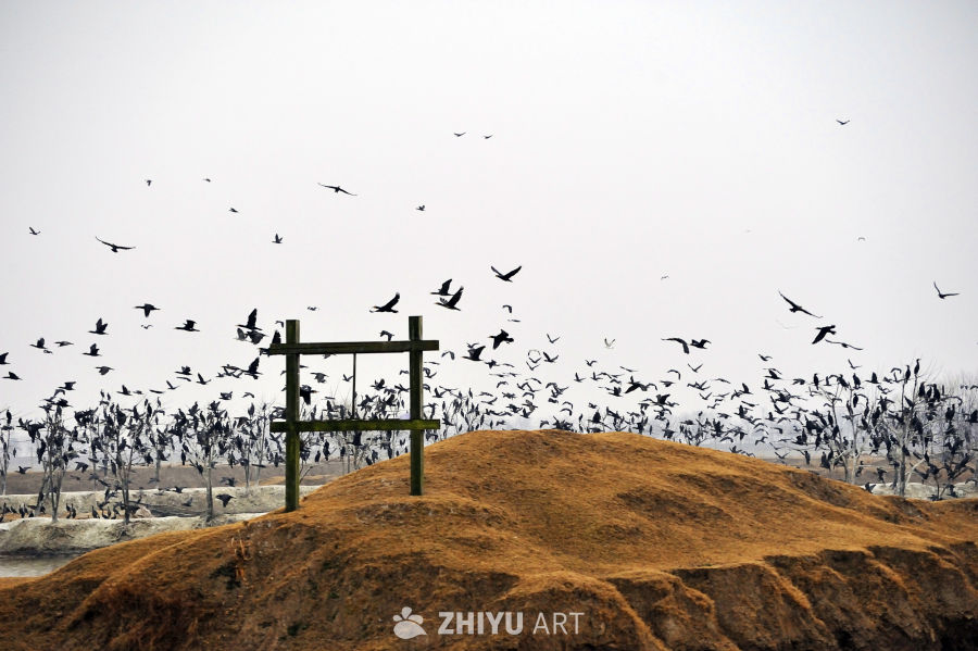 麋鹿 20