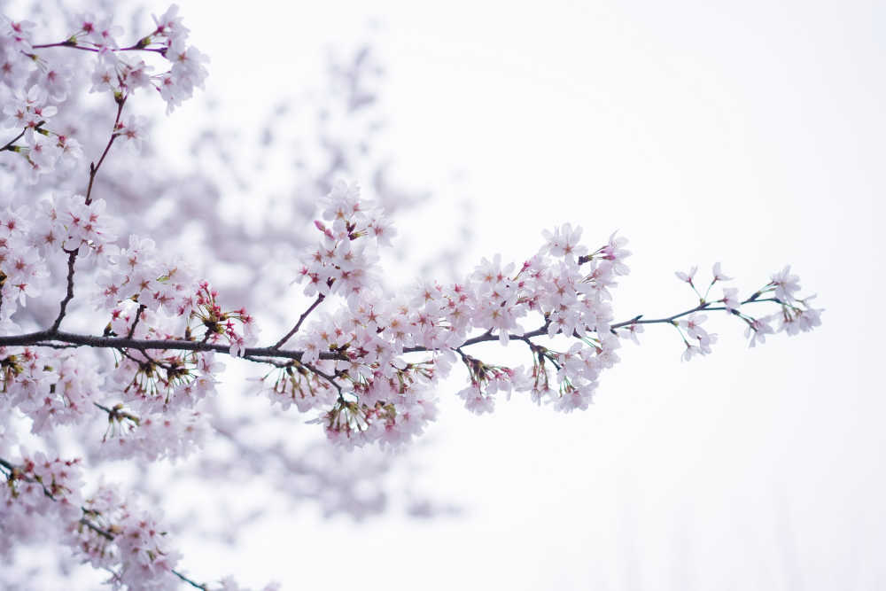 樱花季