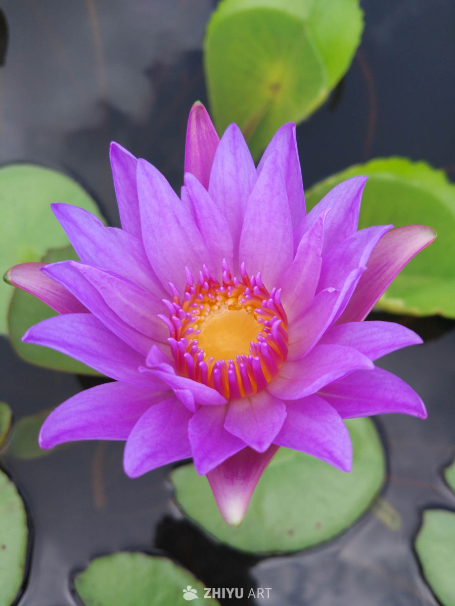 莲花 3