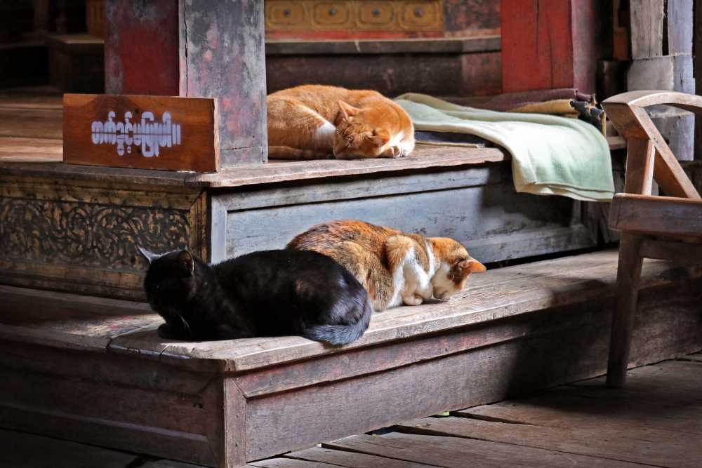 猫的修道院缅甸猫