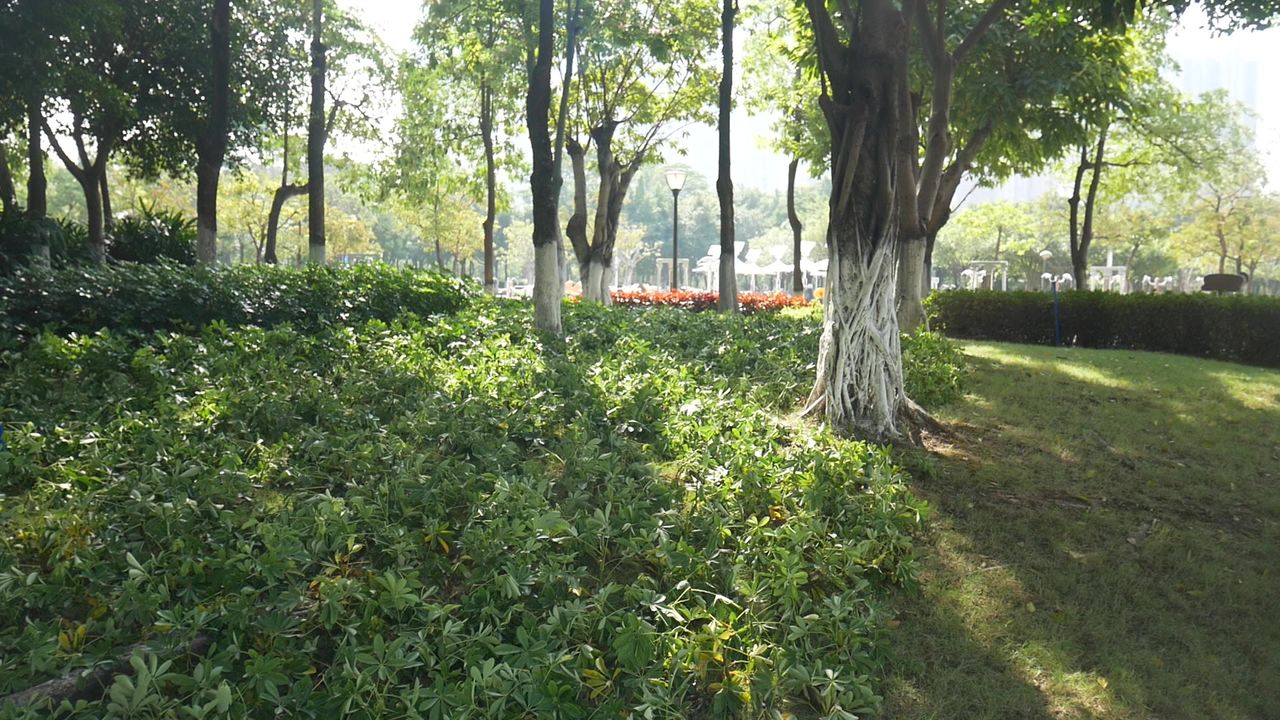 午间经过公园的小树林