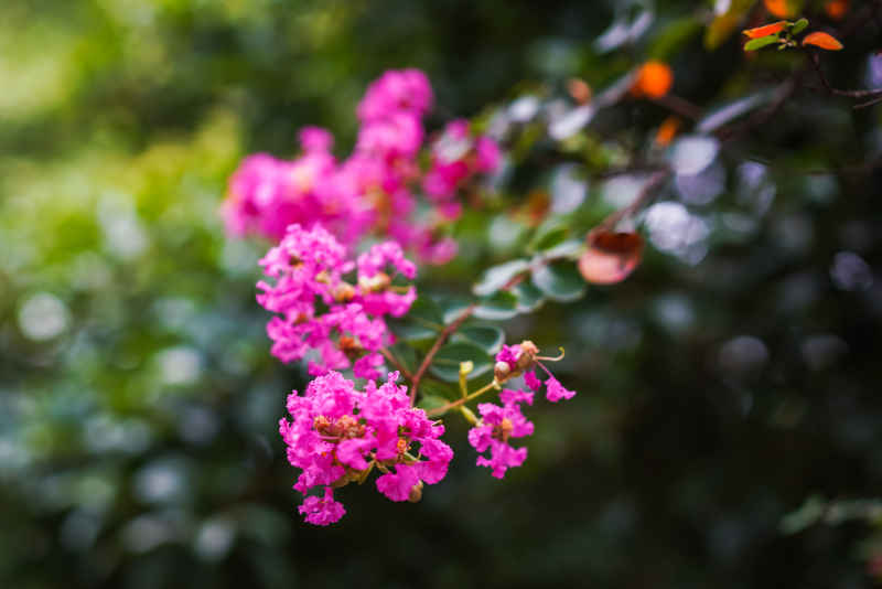 紫薇花 14