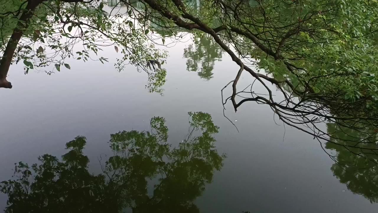 水鸟扑食