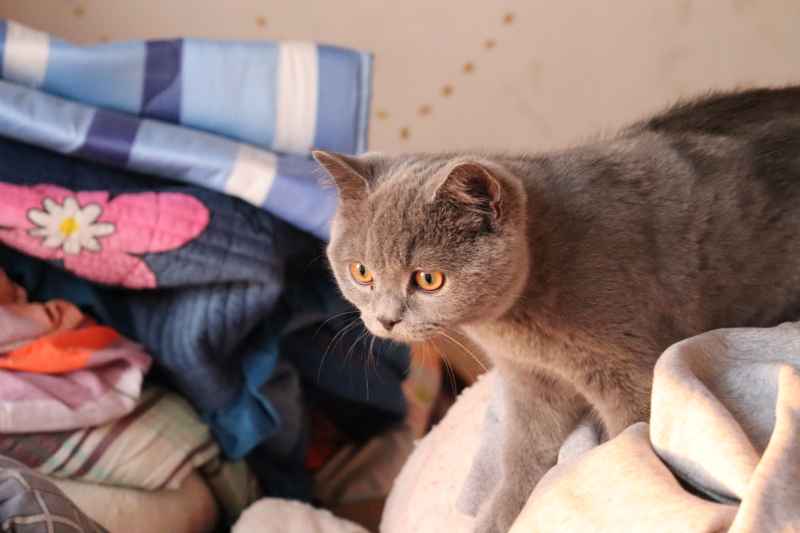 蓝猫自拍 11