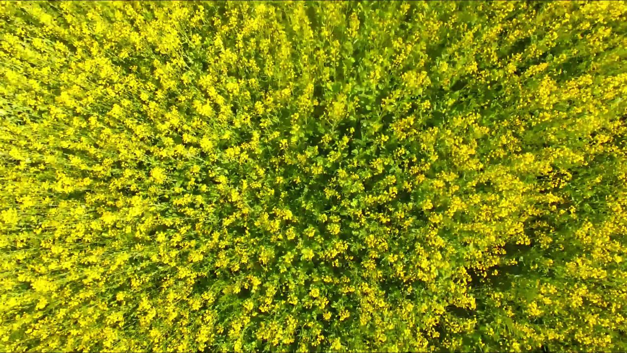 油菜花