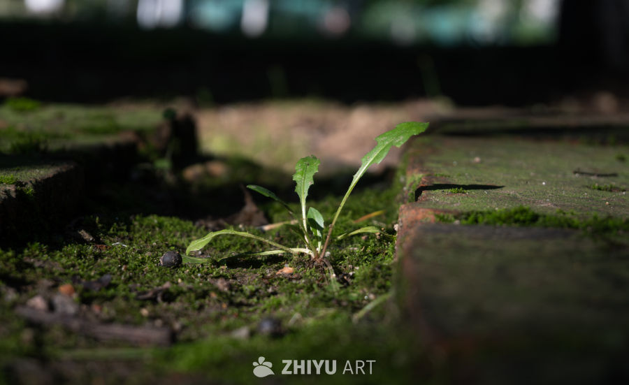 砖缝中的小草