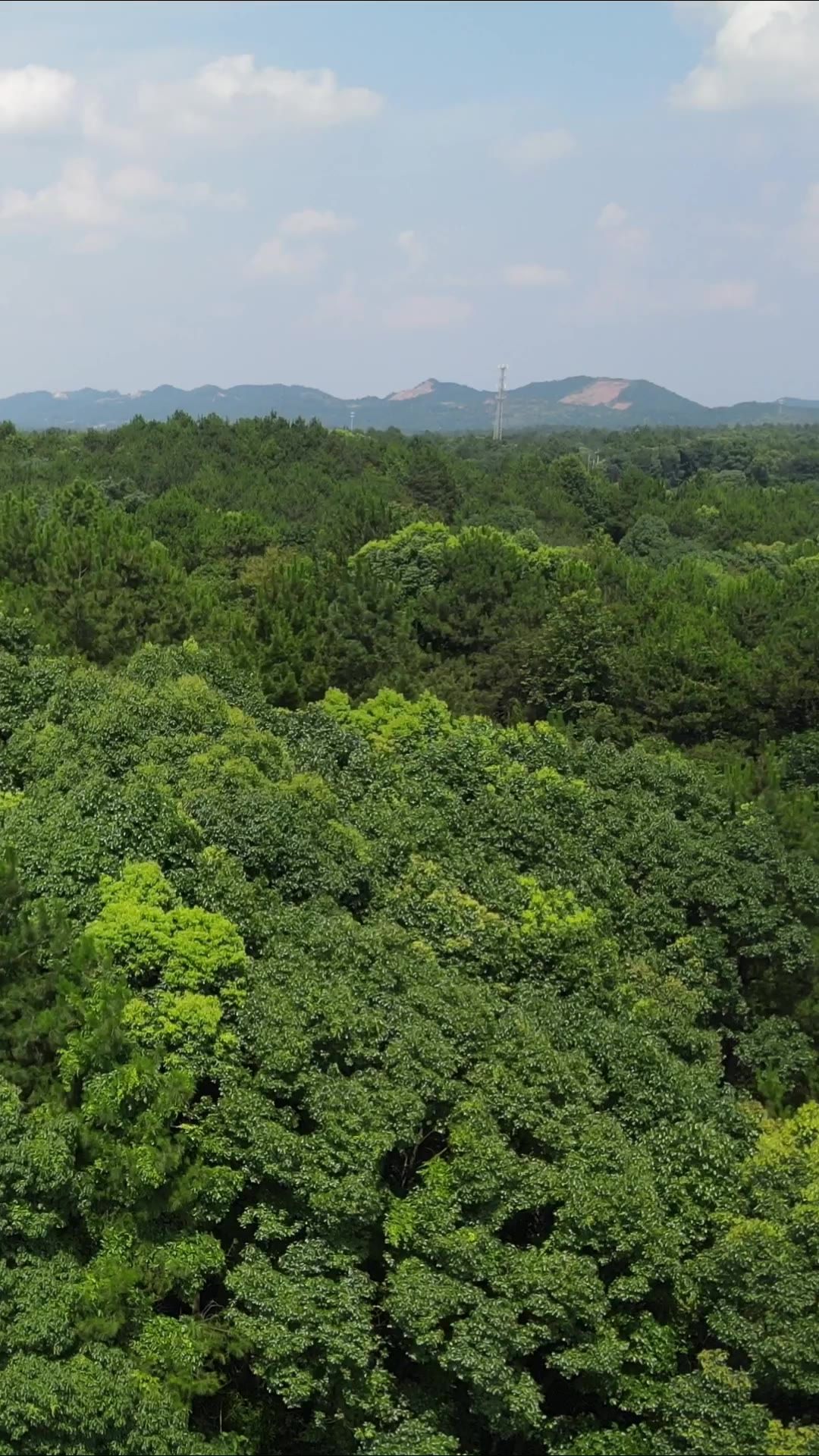 航拍贵州山川绿色森林植物竖屏 