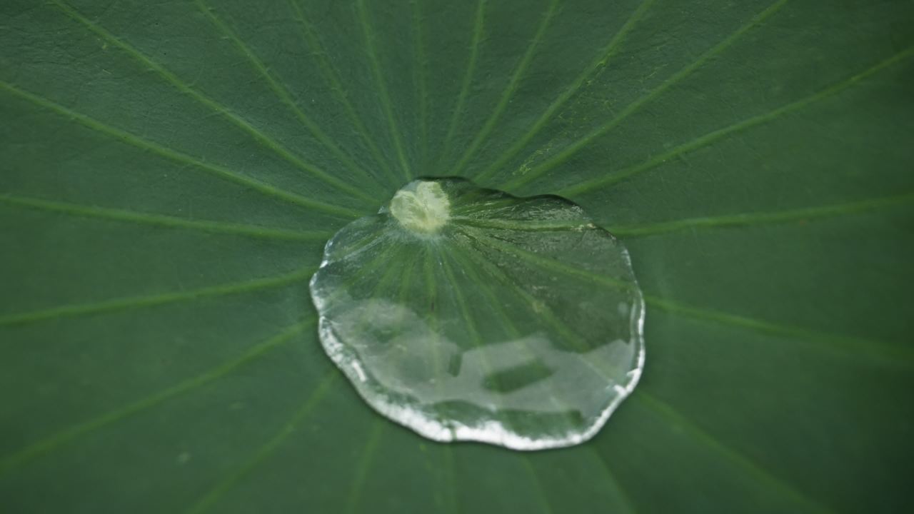夏天池塘荷花荷叶莲蓬蜻蜓 17