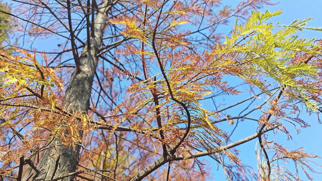4K阳光蓝天落羽杉仰拍