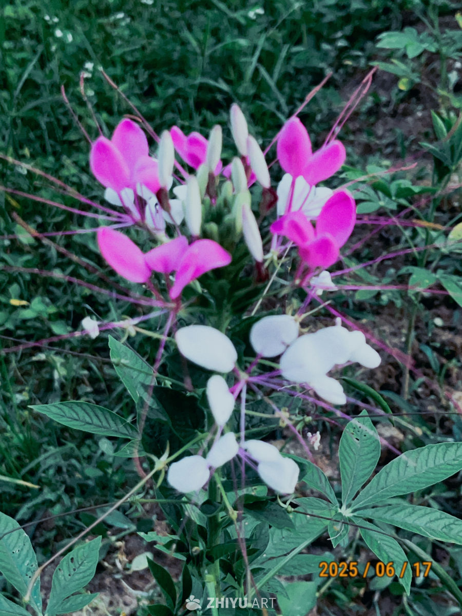 粉白交织的花海