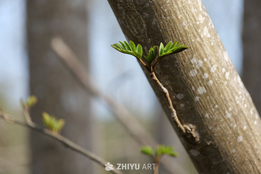 景区一角 53