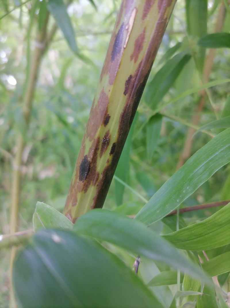 斑竹，也叫泪竹、湘妃竹