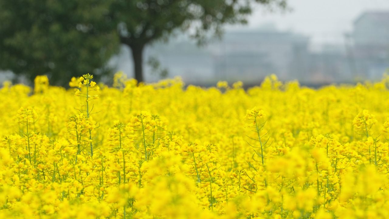 油菜花蜜蜂采蜜特写微距4K实拍