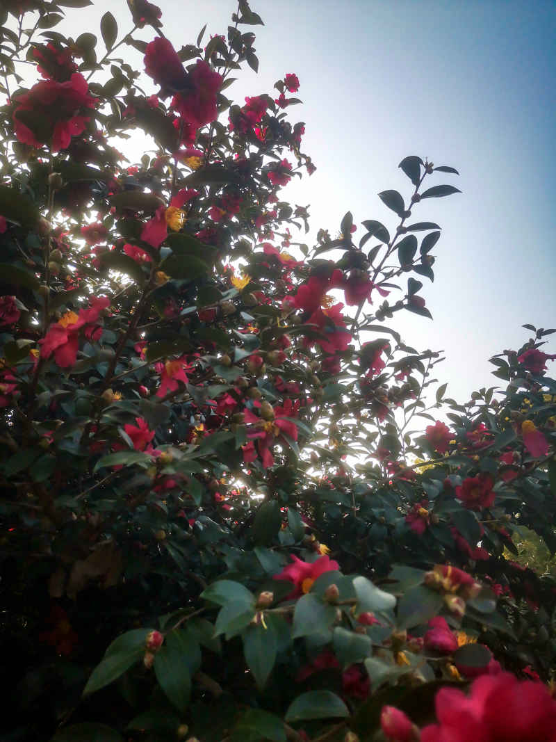 鲜花盛开山茶花花朵植物摄影图 