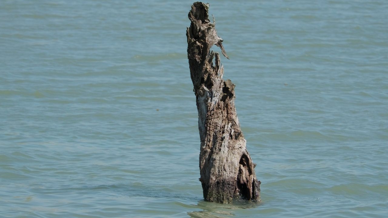 湖中枯木江河湖海实拍镜头