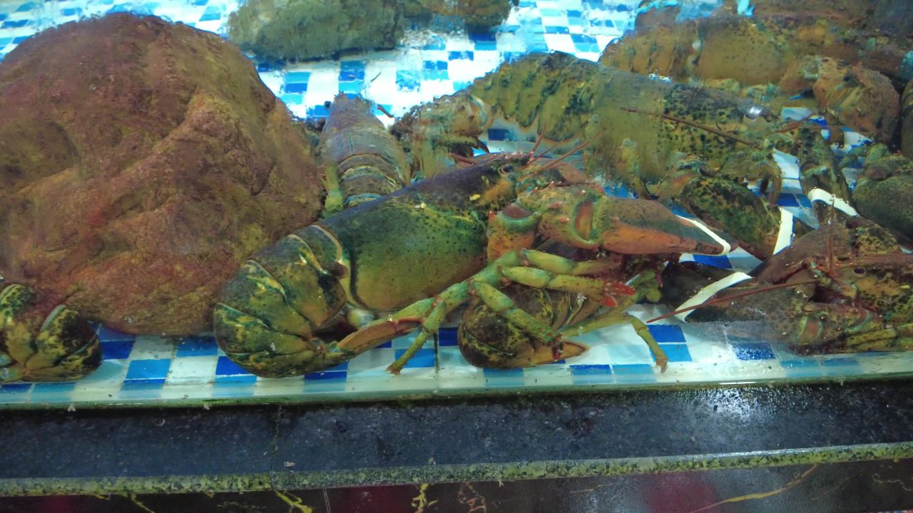 活体新鲜海鲜螃蟹龙虾帝王蟹石斑鱼乌龟实拍 