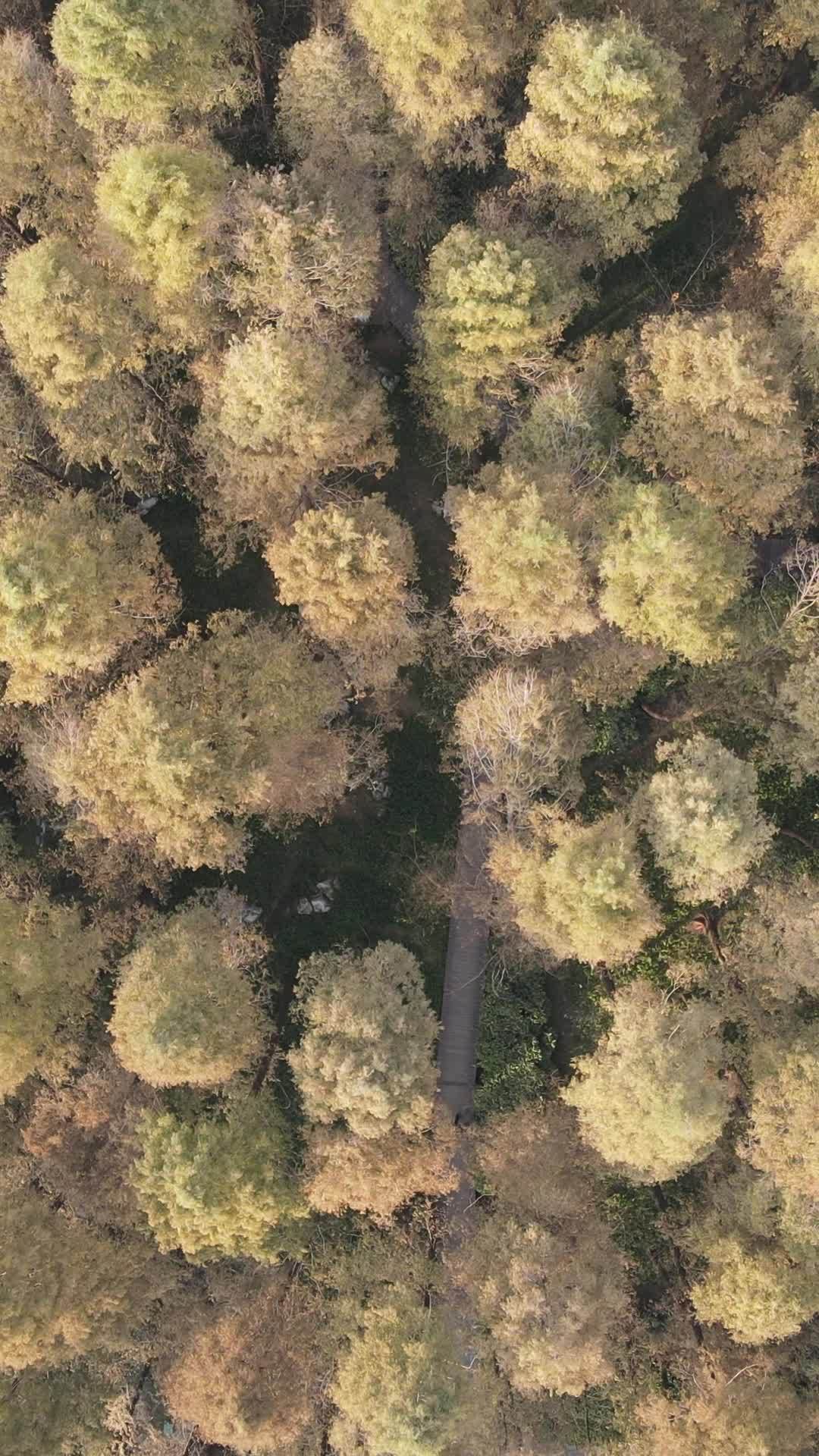 森林航拍