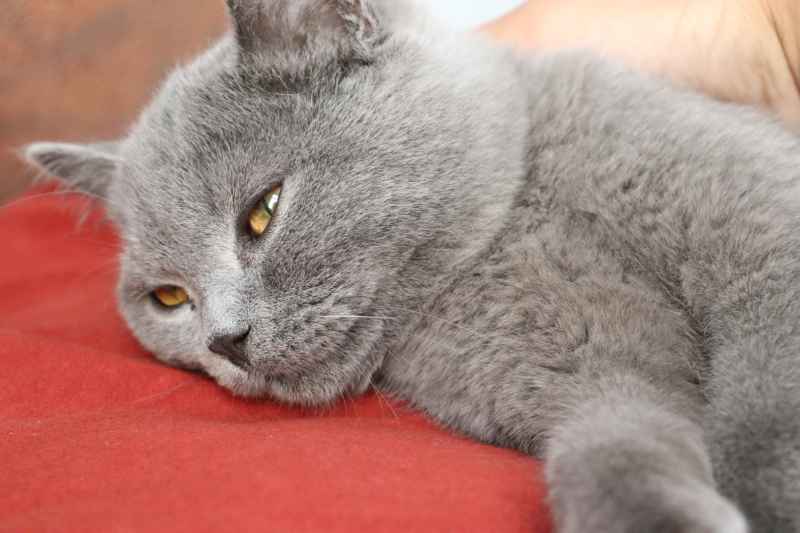蓝猫自拍 18