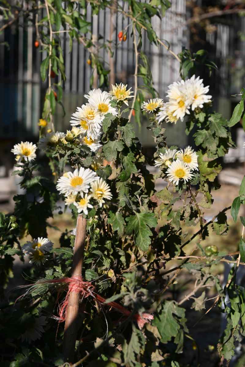 小雏菊